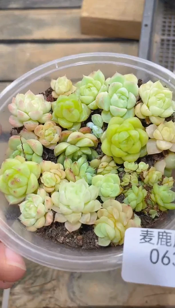 063A级麦秆女王