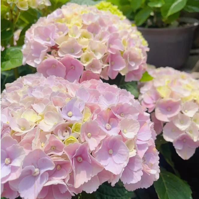 植选 魔幻系列绣球-魔幻粉韵 盆栽