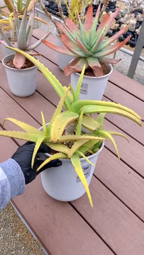 【闪购商品】原生芦荟脱土FB-1325