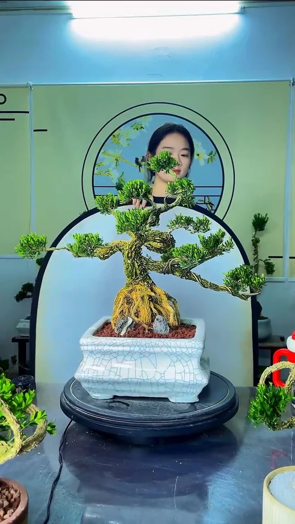 无花朵广东皱皮雀舌黄杨