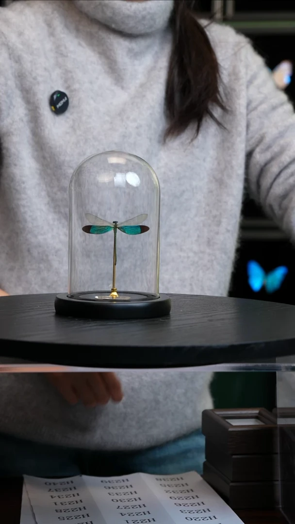 华艳色蟌小号玻璃罩