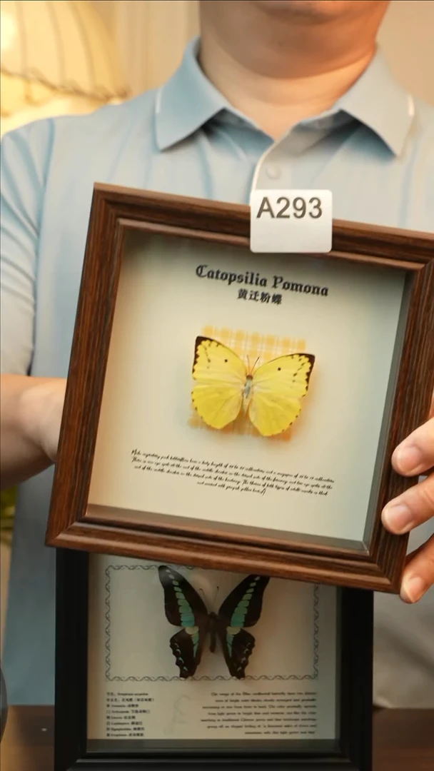 黄迁粉蝶（6寸方胡桃色新款框）A293