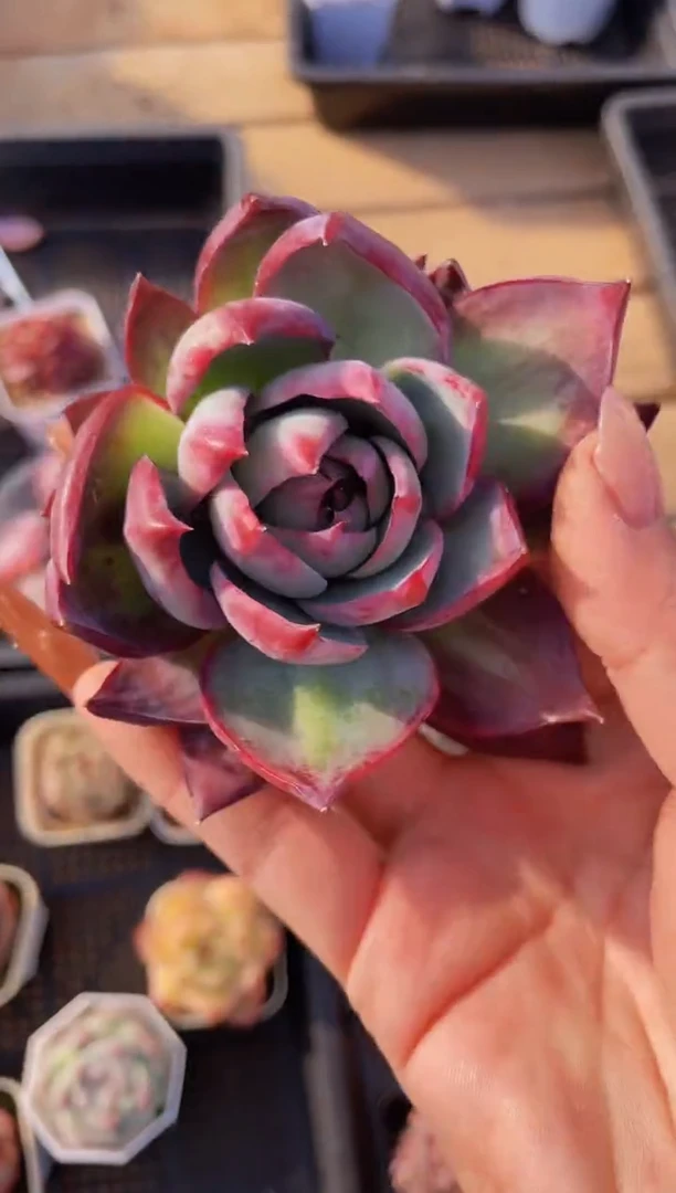 【闪购商品】496惊鸿仙子多肉