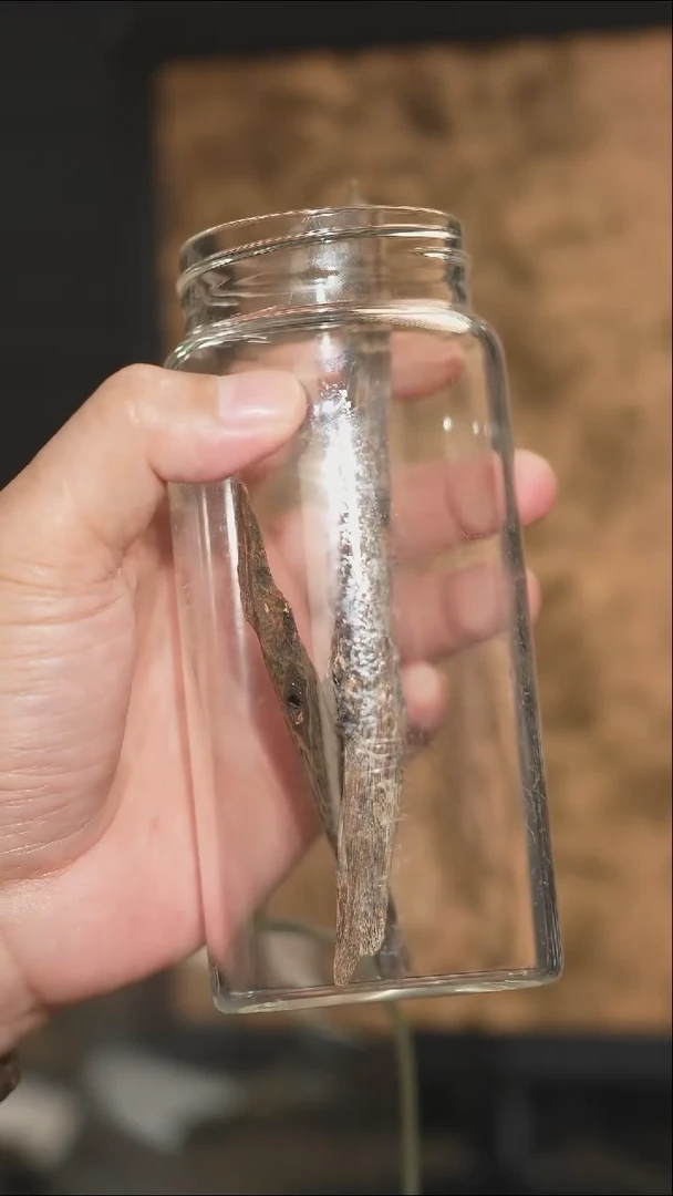 沉香沉香碎屑❤****?海南沉香沉水虫漏碎屑15克