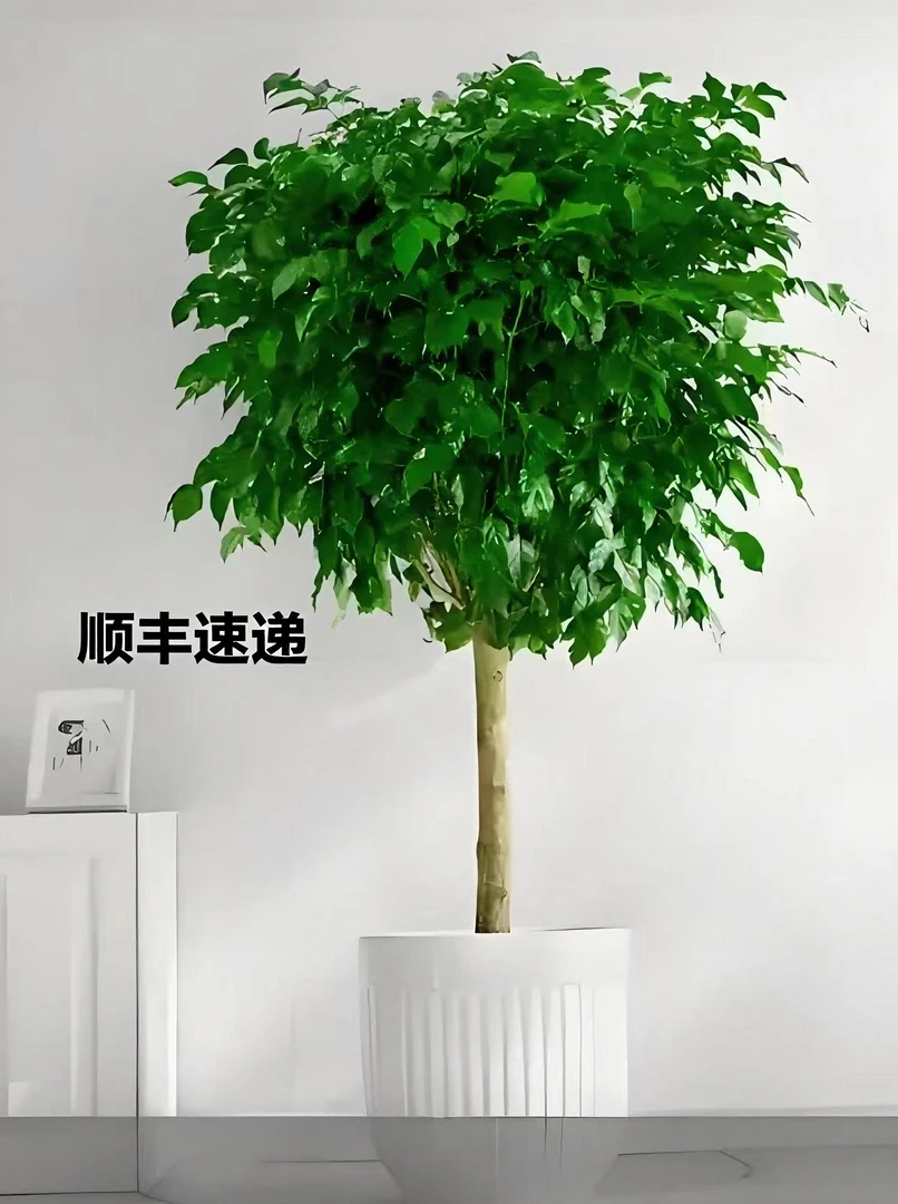 顺丰包邮1.4-1.6米五年老桩幸福树棒棒糖造型室内大绿植好养活