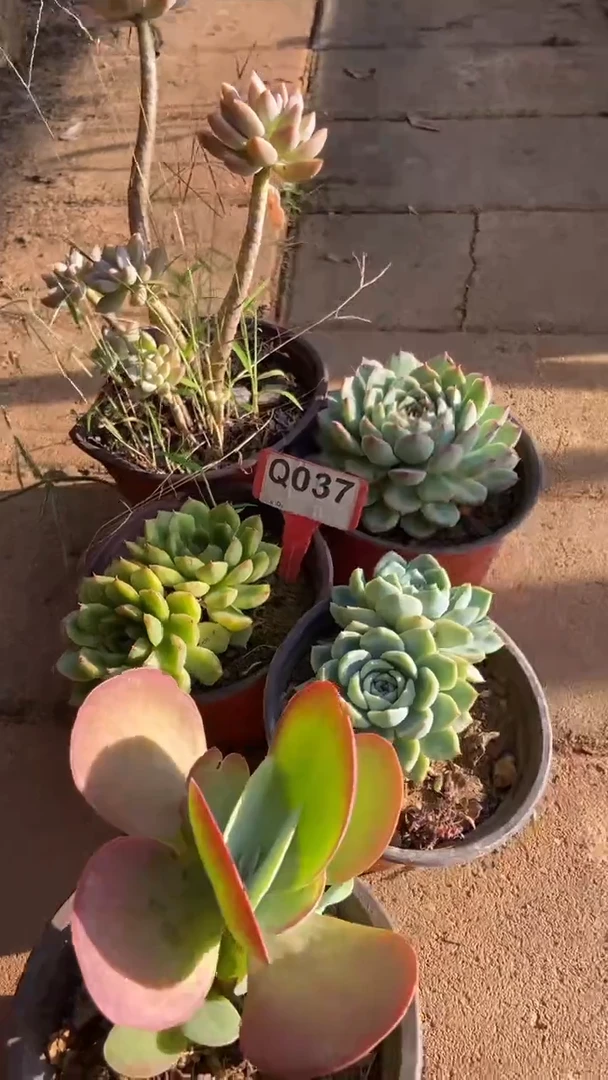 Q037多肉组合默认脱土发货