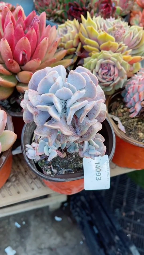 【闪购商品】14093