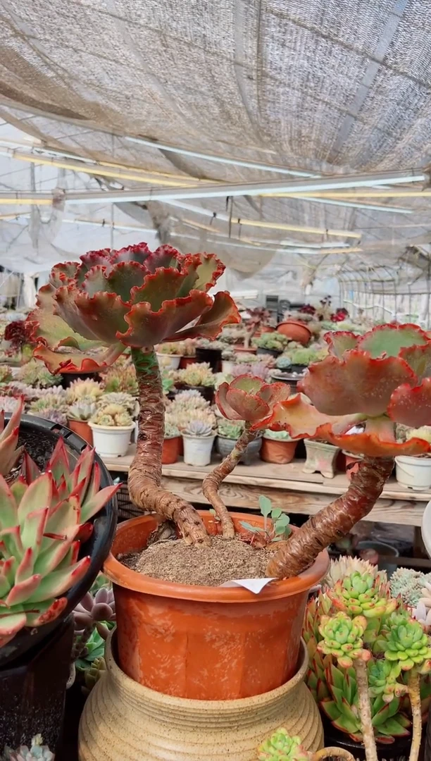 06141多肉植物一物一拍