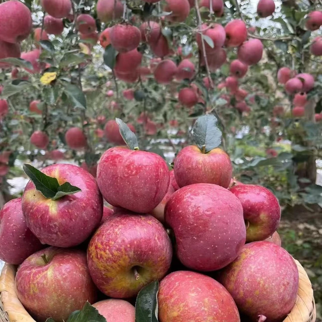 小果【主播源头自采】高原露天乡野丑苹果表皮花麻带黑点 不保糖心3