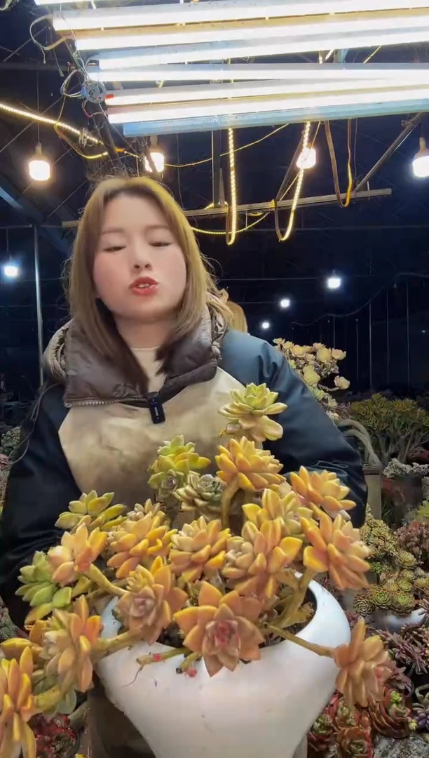 【闪购商品】淡雪朵朵缀脱土包邮