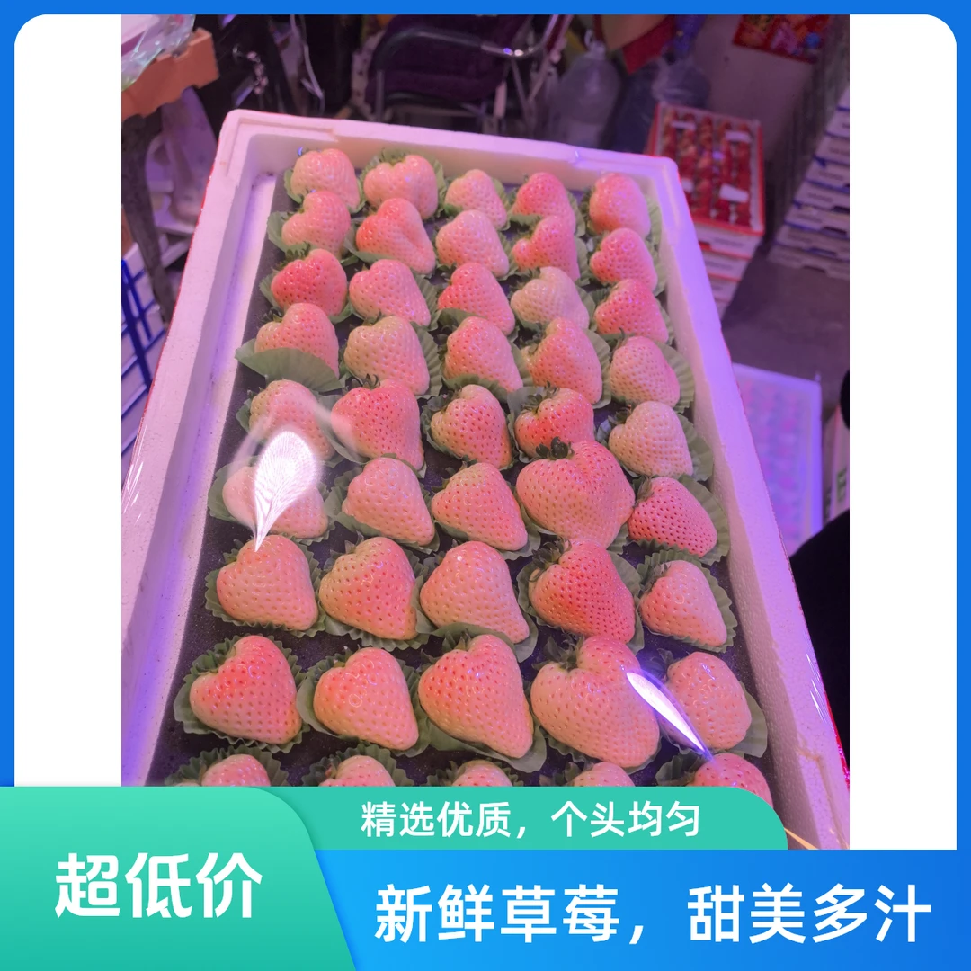丹东淡雪草莓 精品大果
