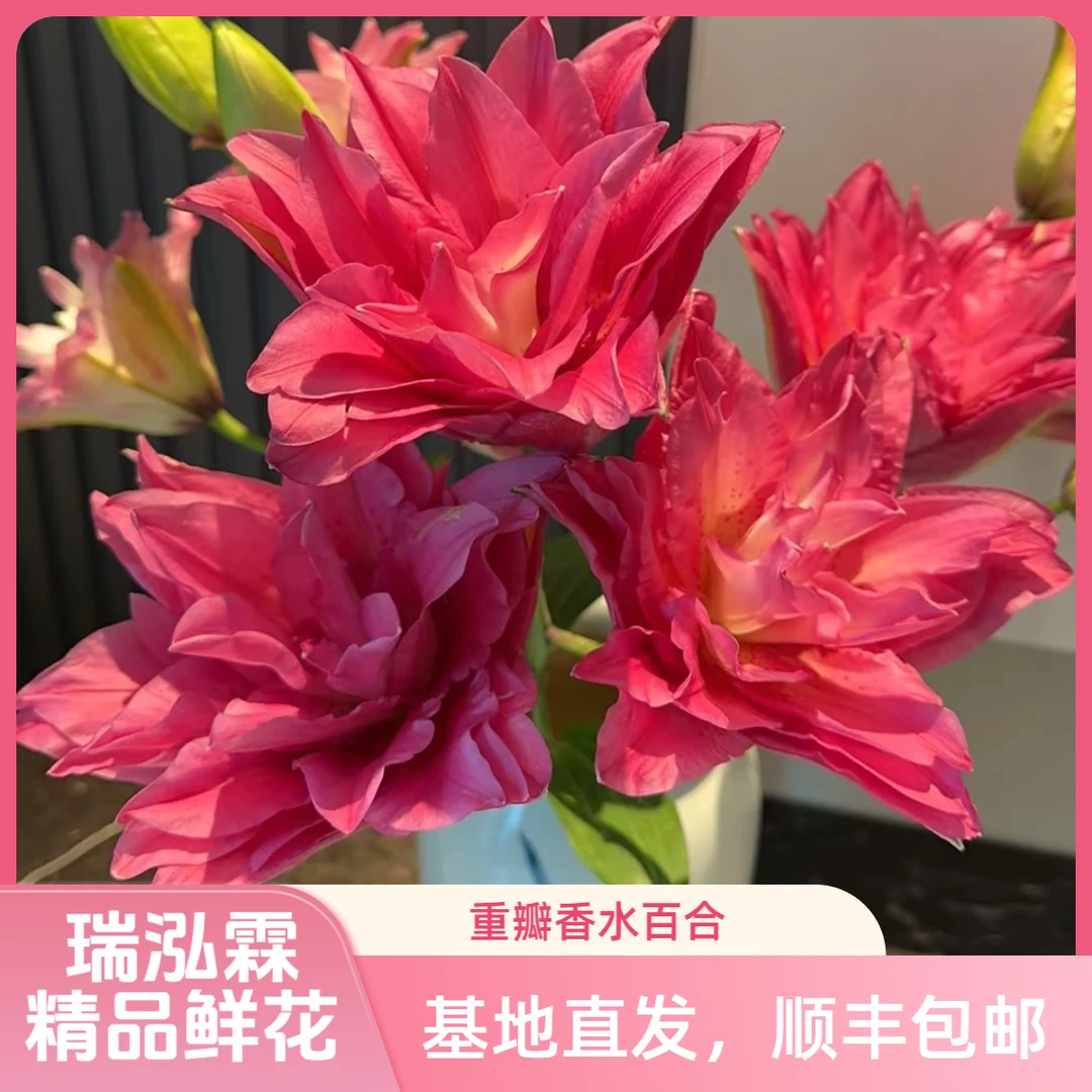 鲜切花(宝莲灯)东北鲜花红色重瓣香水百合 东北发货顺丰邮寄