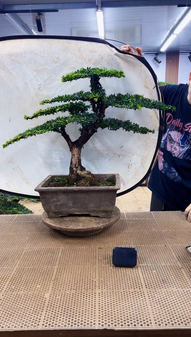 无花朵一物一拍,所见即所得