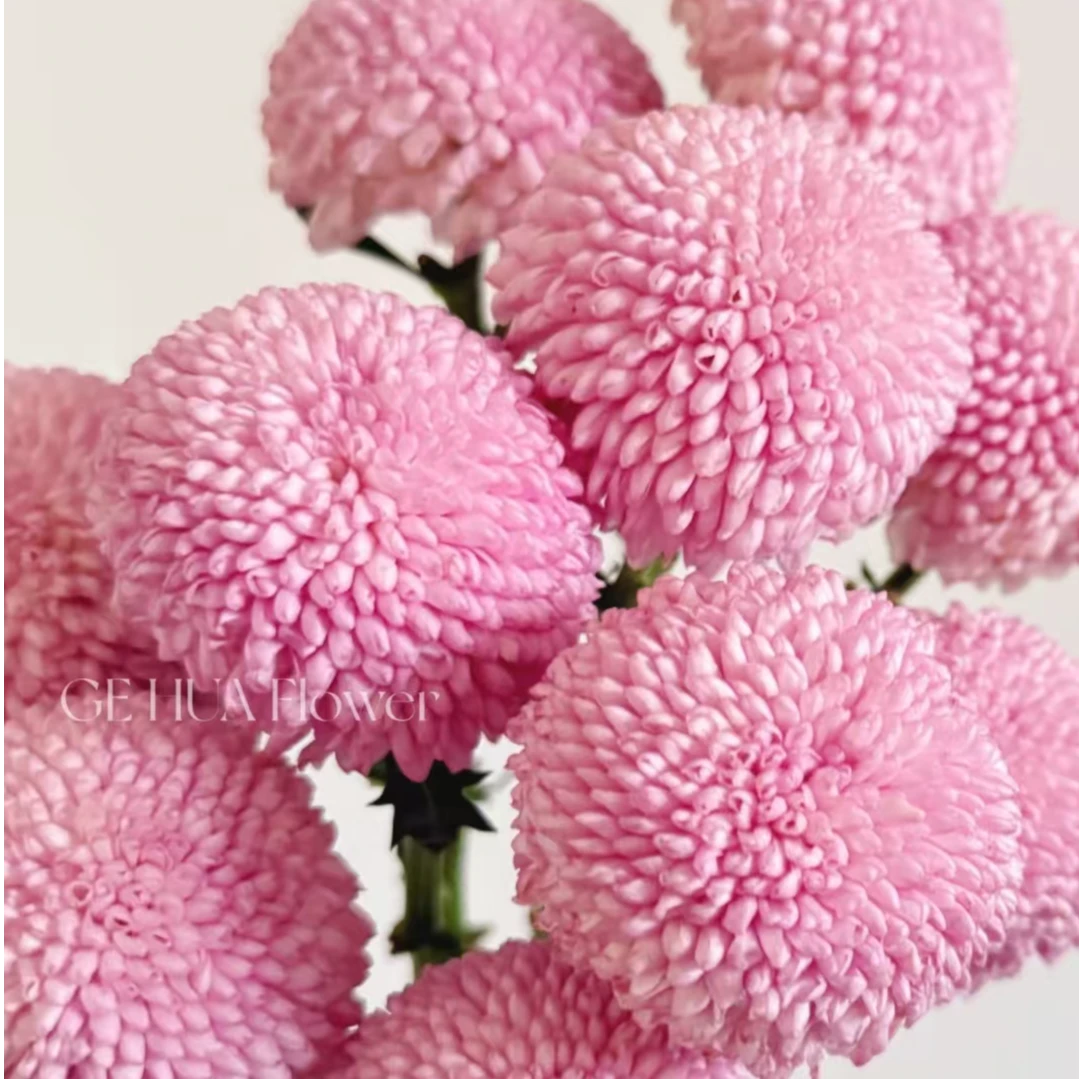 A级稀有粉色乒乓菊鲜切花