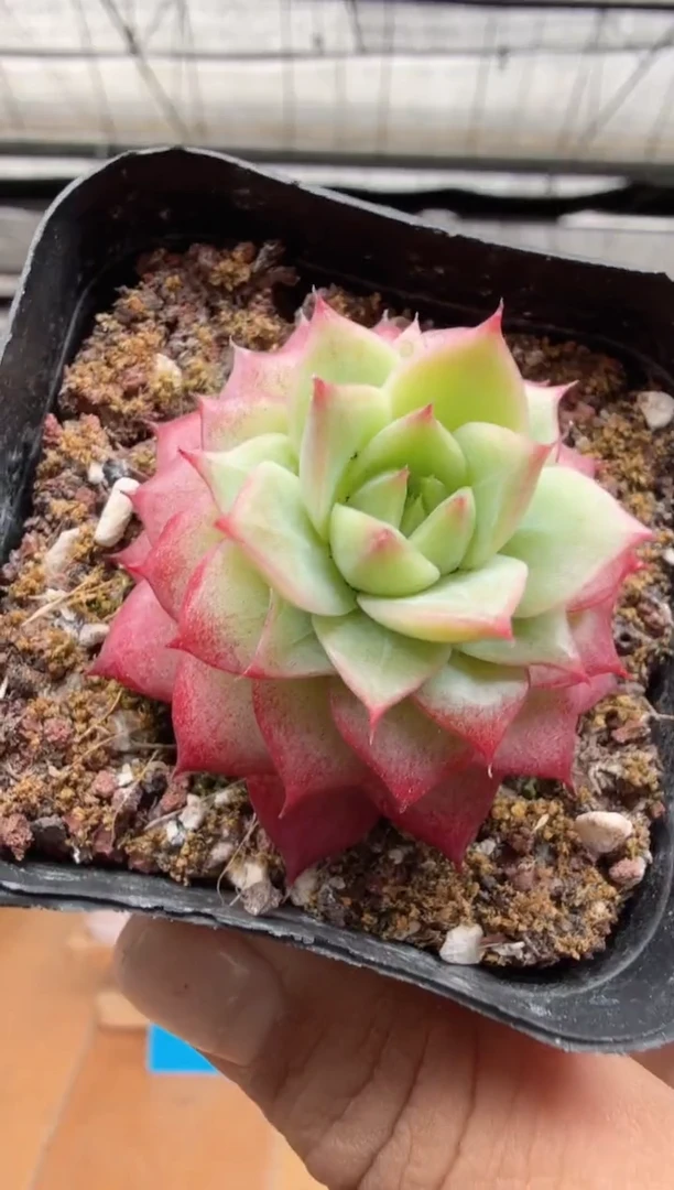 东云多肉园二店-409