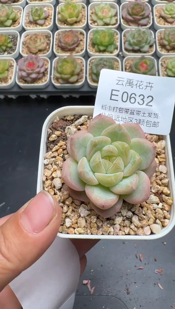 632E云禹多肉植物 带盆土纸巾打包 3颗包邮