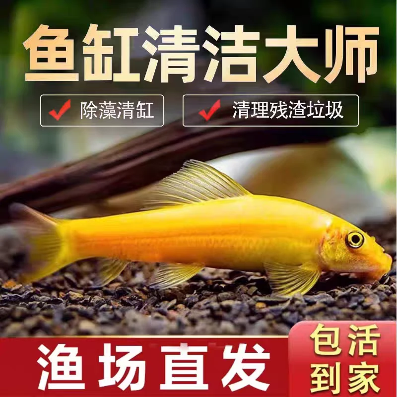 【金苔鼠】清洁工金苔鼠鱼鱼缸清洁底砂清洁沉底饲料清洁鱼食清洁