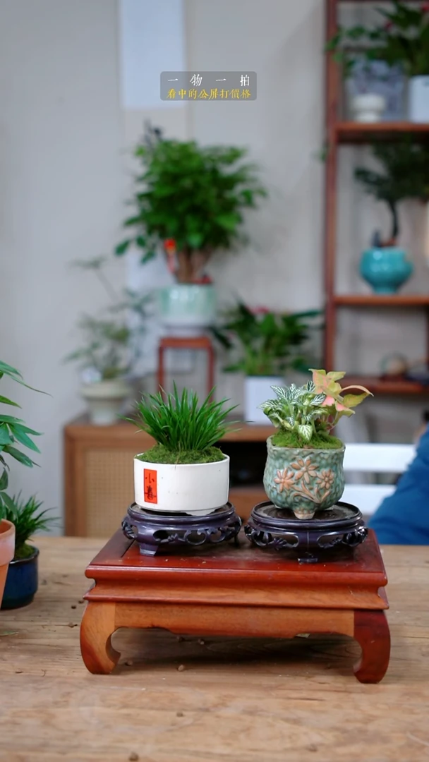 完全开放若*见菖蒲+网纹草271