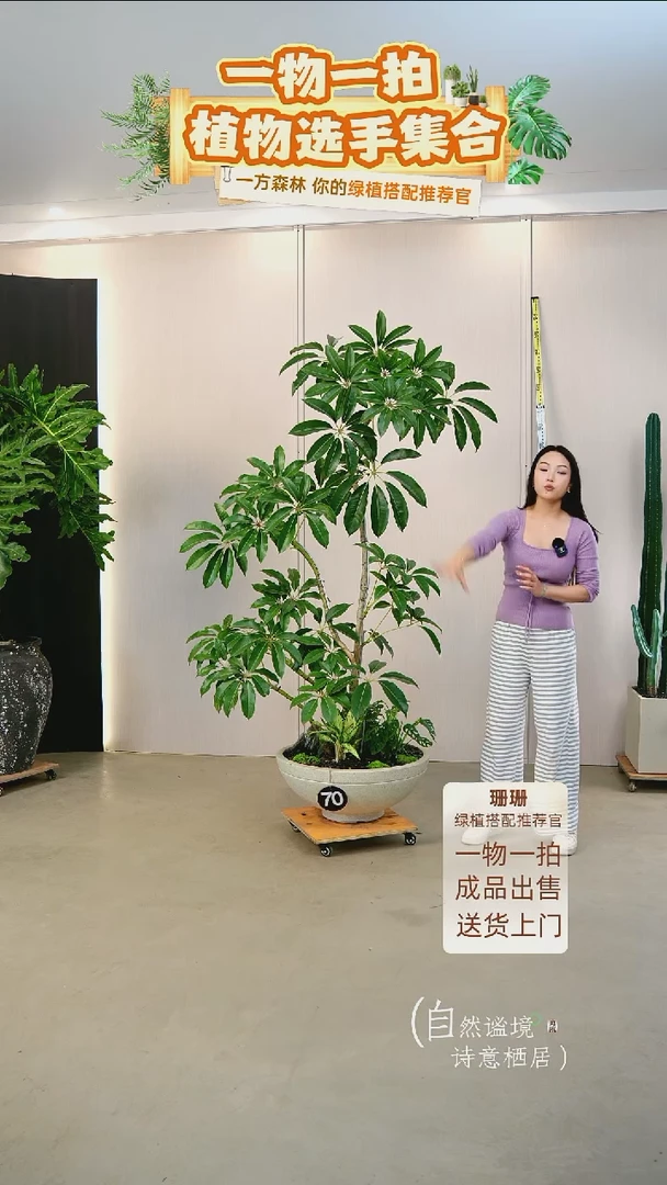 无花朵小***嘟日本进口保罗大叶伞连盆种好栽好一整套送货上门