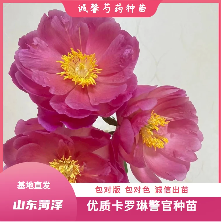 【 卡罗琳警官-种 苗】 山东菏泽诚馨种苗基地 保对版对色 源头直发