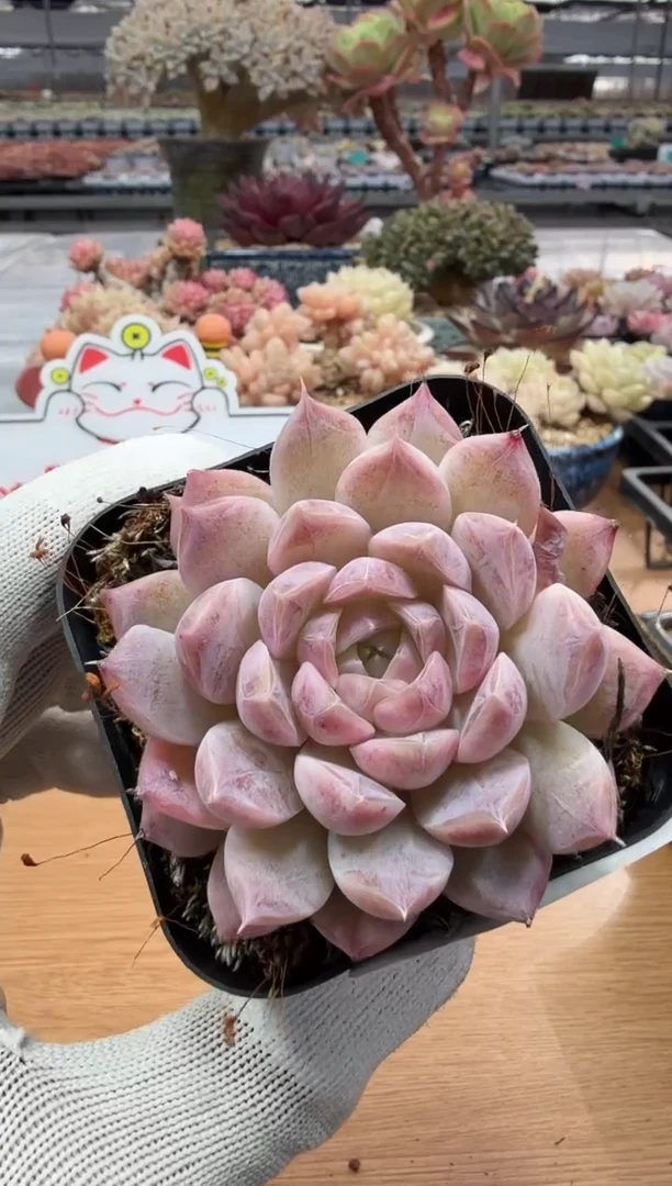 东云多肉园二店-143