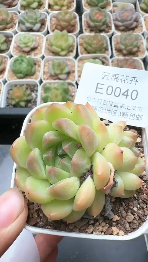 040E云禹多肉植物 带盆土纸巾打包 3颗包邮