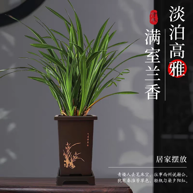 A【8-12】墨兰盆栽室内阳台办公室绿植四季常青好养护