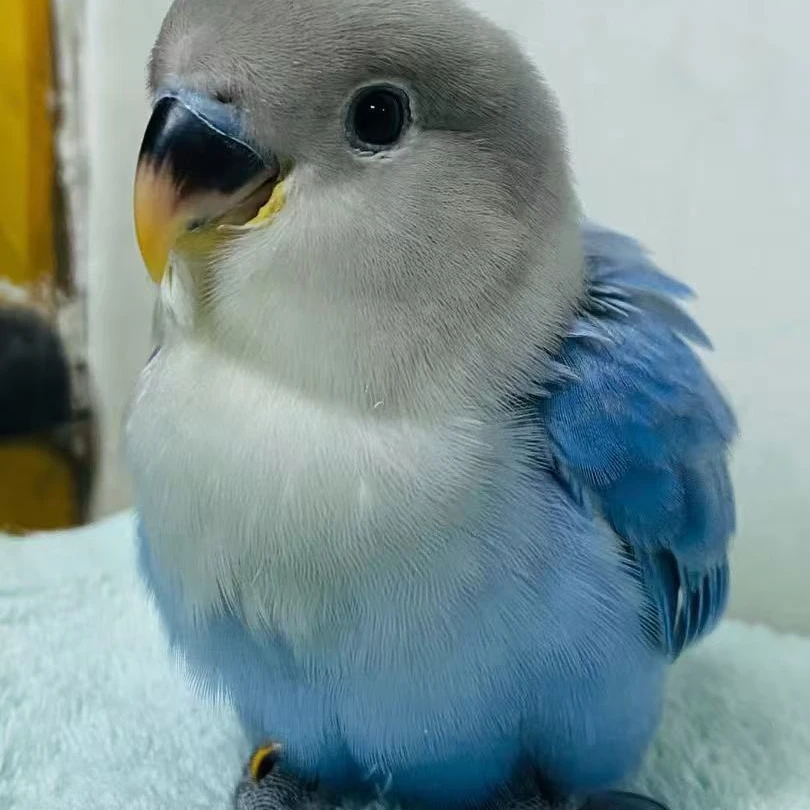 手养活体鹦鹉宠物鸟牡丹鹦鹉