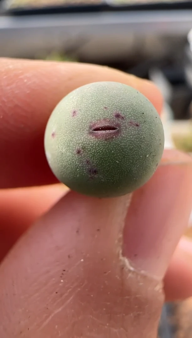 【闪购商品】9-175