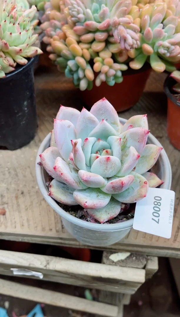 【闪购商品】08007多肉