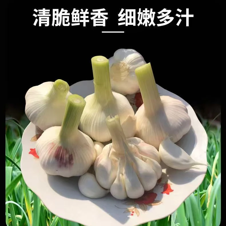 现挖农家紫皮湿大蒜 【可腌制糖蒜】 【腊八蒜】