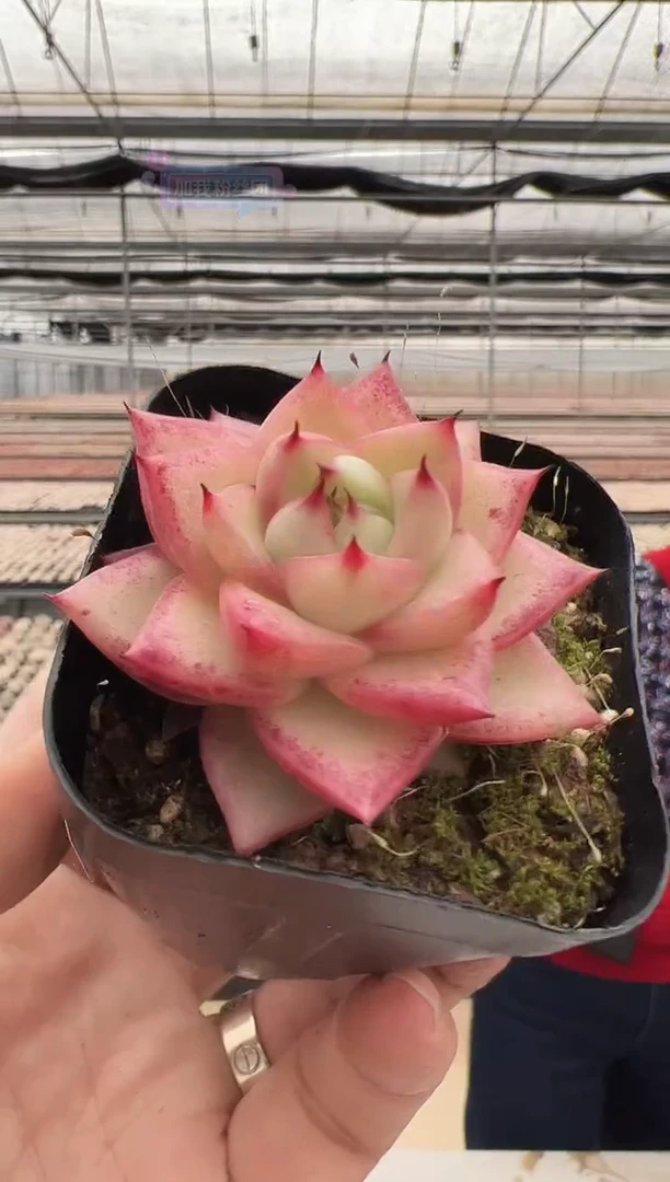 【闪购商品】新款多肉-9