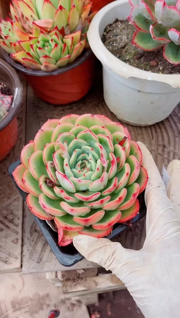 15227多肉植物一物一拍