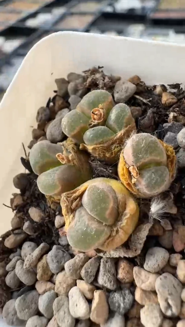 美丽的肉石头10-311