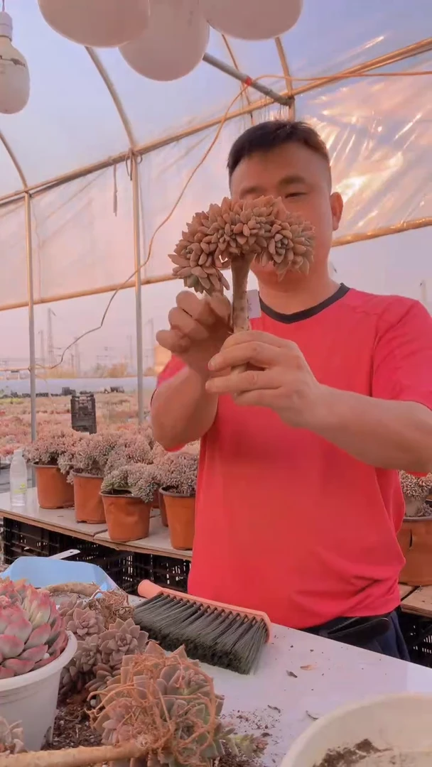 【闪购商品】缀化229