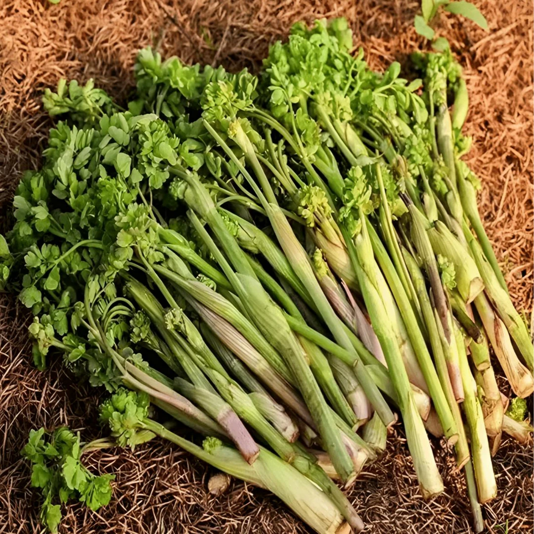 【蕨菜猫爪菜种子】家庭阳台小院盆栽地栽四季种植