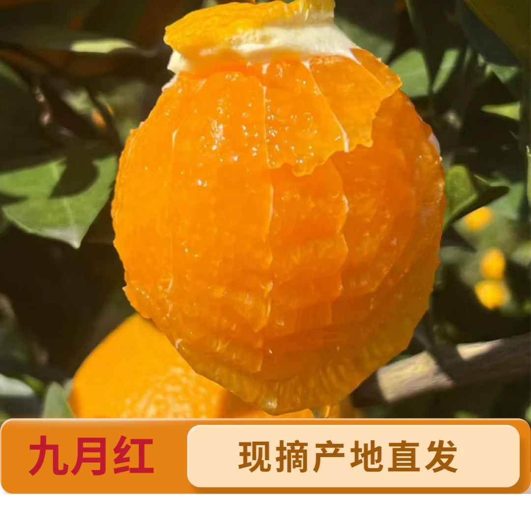 湖北秭归三峡九月红应季脐橙现摘现采/个小/5-9斤/坏果包赔