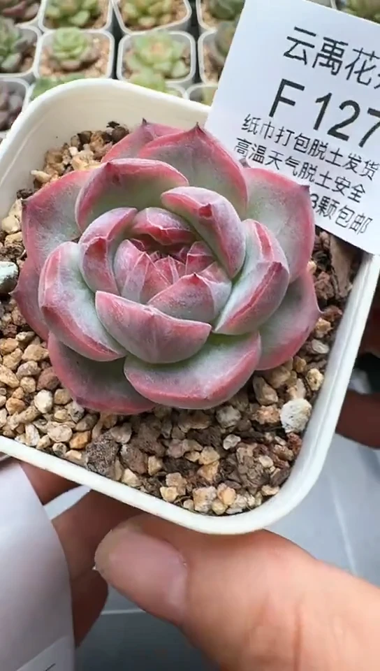 127F云禹多肉植物 默认脱土纸巾打包 3颗包邮