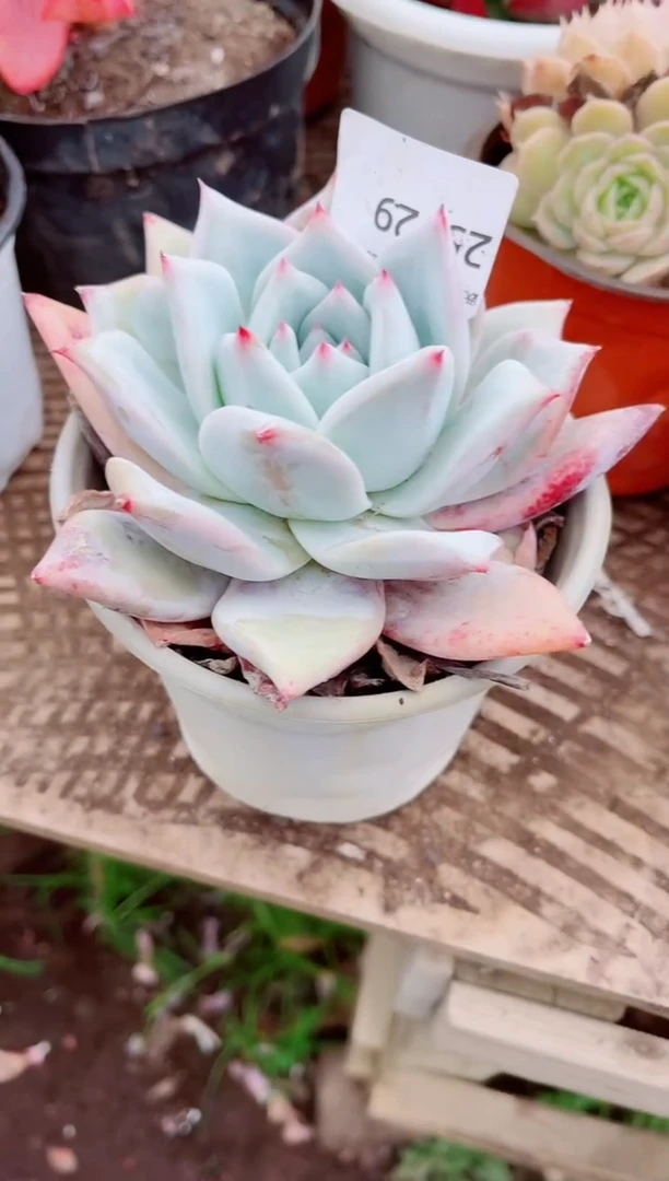 小*球跃跃精品多肉25129