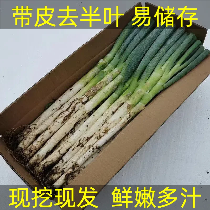 正宗铁杆大葱新鲜现挖纯天然农家种植精品微辣微甜脆嫩多汁