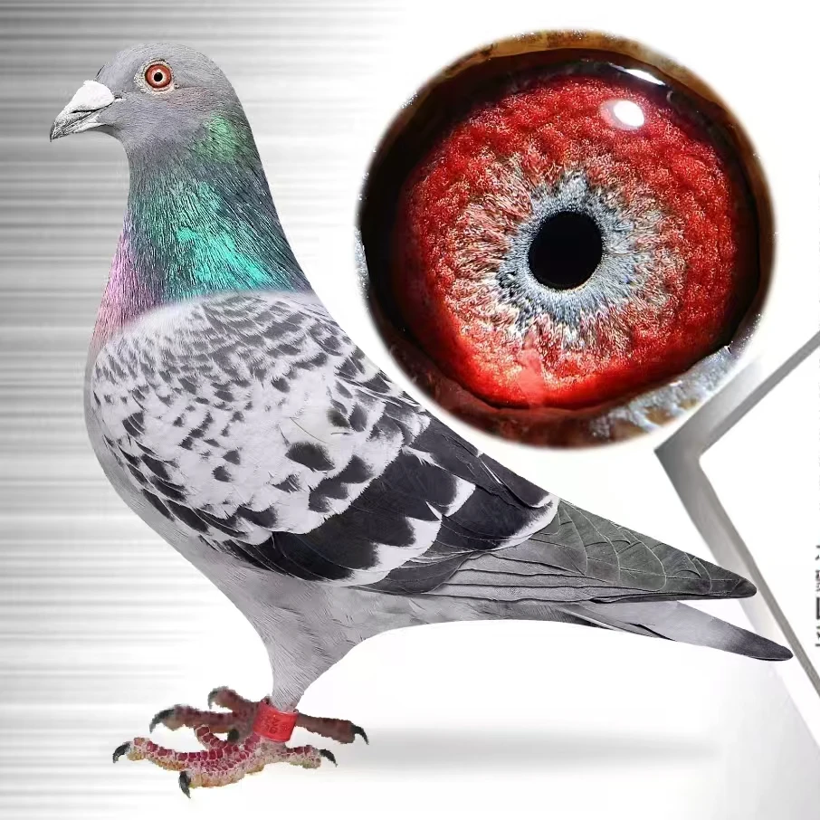 鸽子用品信鸽用成绩鸽用品