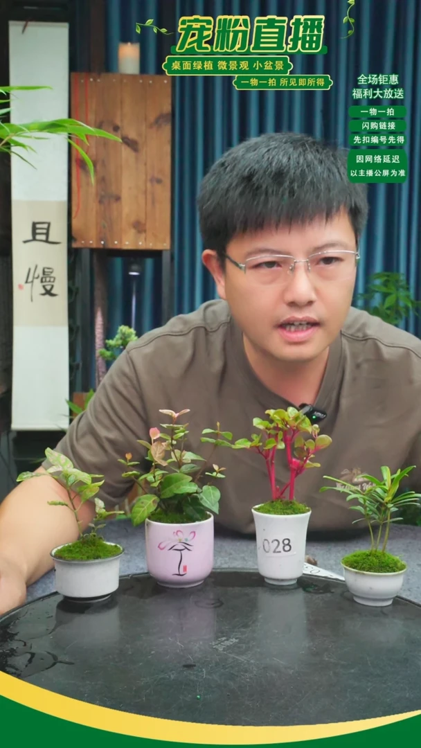 无花朵暖**徐苔藓微景观028号