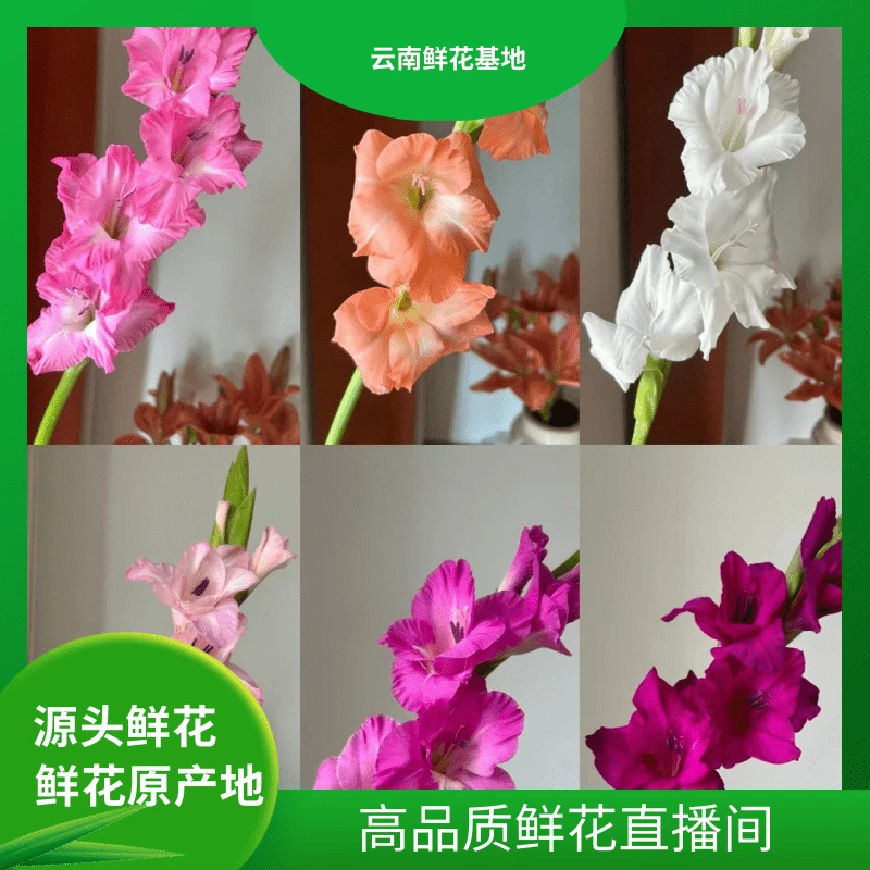 颜花【随机色剑兰】云南鲜花基地直发  适合居家养的长期花