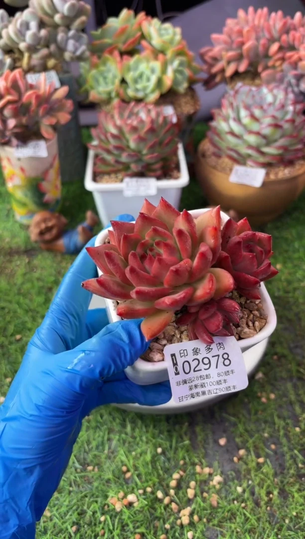 昆明印象多肉02978
