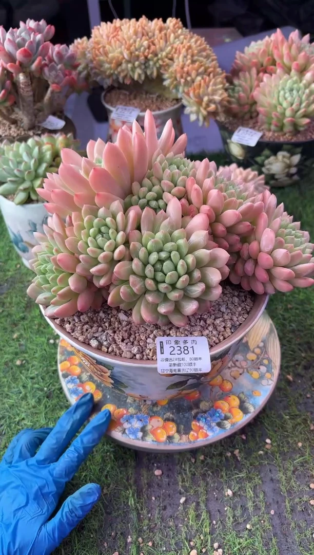 昆明印象多肉2381