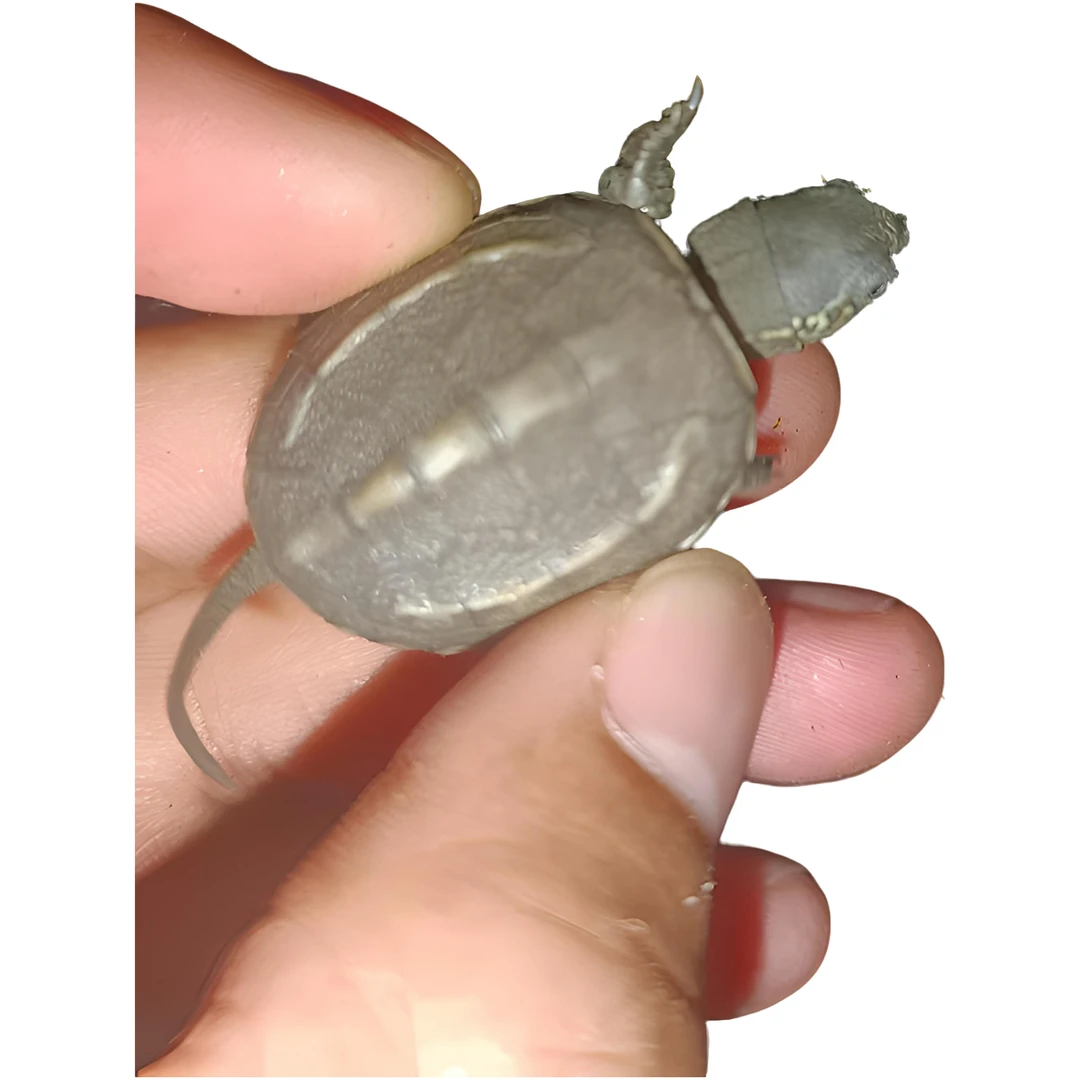 16只中华草龟活体小乌龟随机发不包全品拍开箱视频包一星期风险