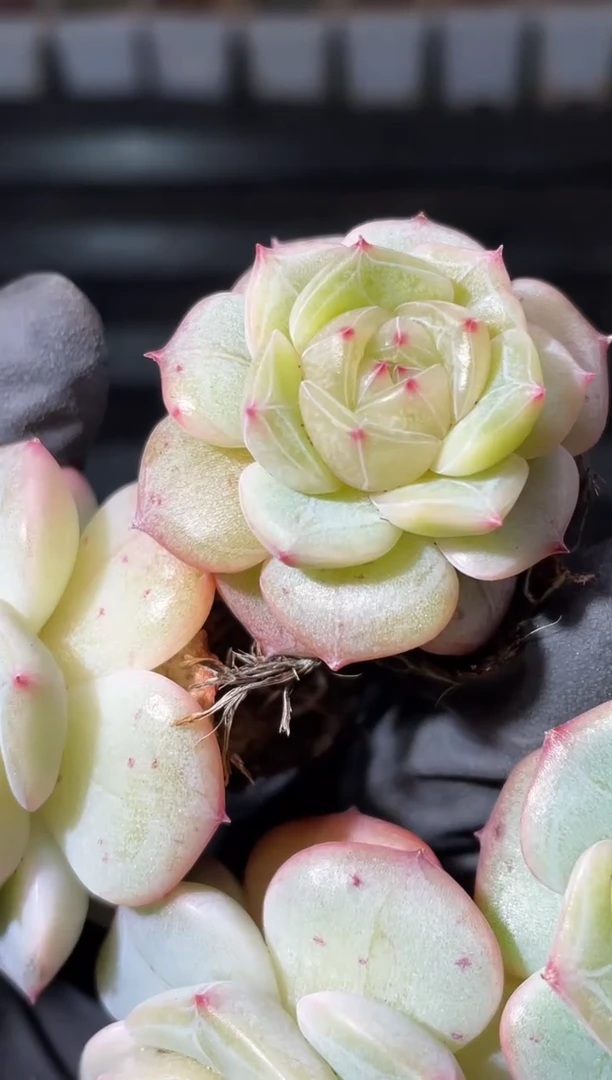 17-22和田玉2-3厘米量拍发一颗