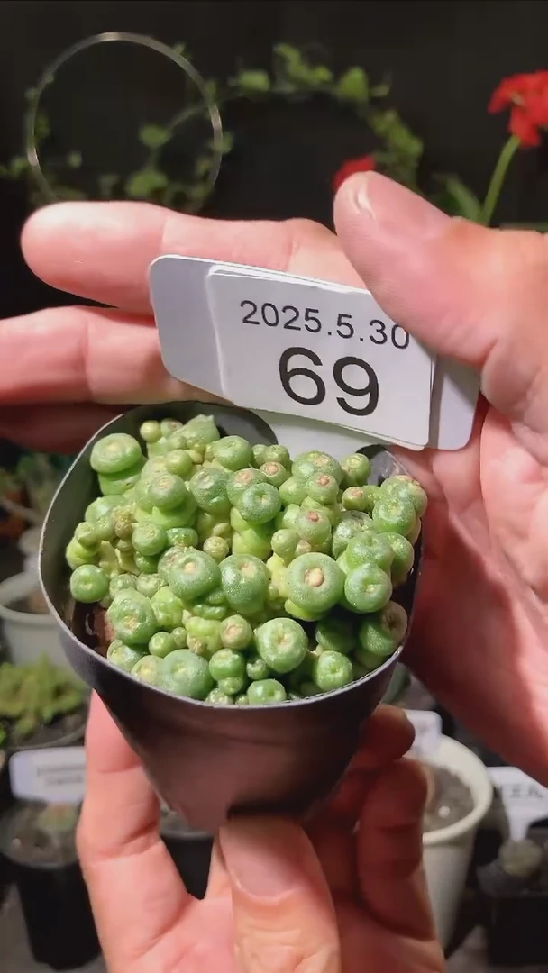 69号5.30.福利小红点仙人球