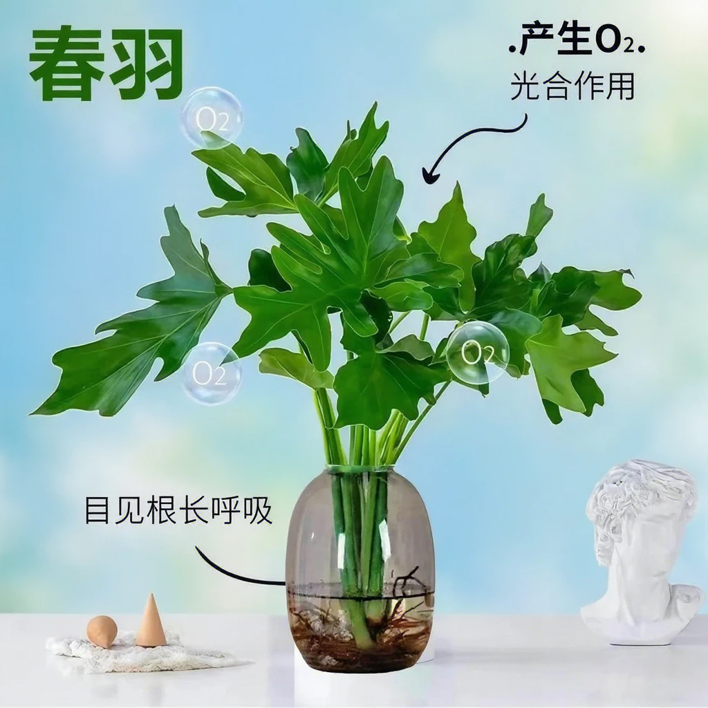 水培春羽【2-3颗苗】绿植盆栽花卉小天使室内客厅桌面植物净化空气