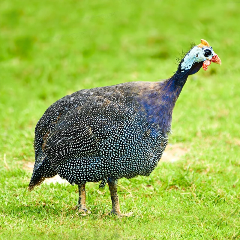 宠物鸟 珍珠鸡 文鸟 包邮 包活